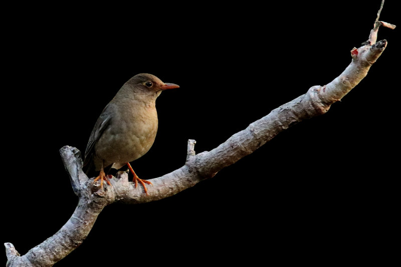 Indian Blackbird (Turdus simillimus) — Indian subcontinent