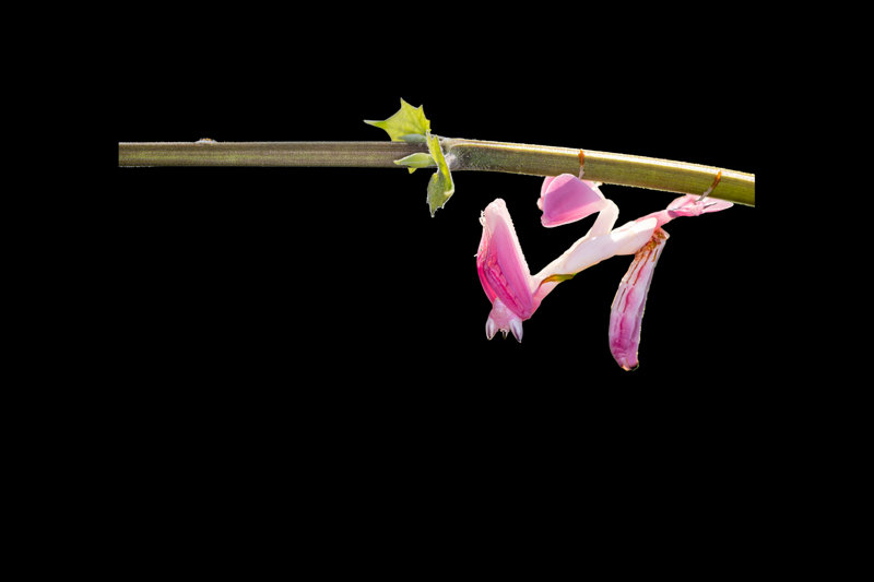 Orchid Mantis (Hymenopus coronatus) — Western Ghats, Northeast India
