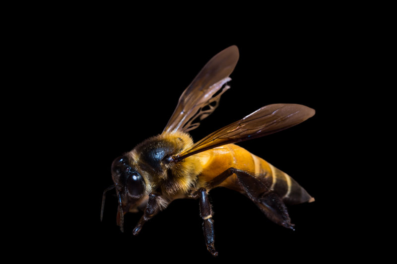 Indian Giant Honey Bee (Apis dorsata)