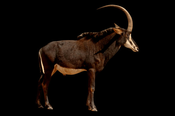 Sable Antelope (Hippotragus niger) in the wild