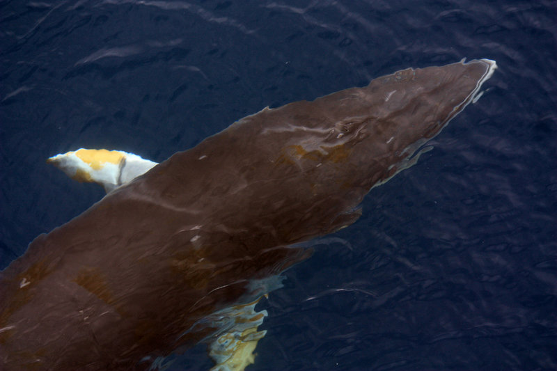 Common Minke Whale (Balaenoptera acutorostrata)