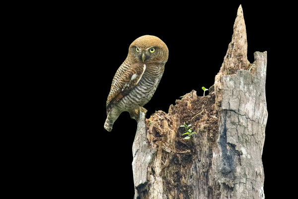Jungle Owlet (Glaucidium radiatum) in the wild