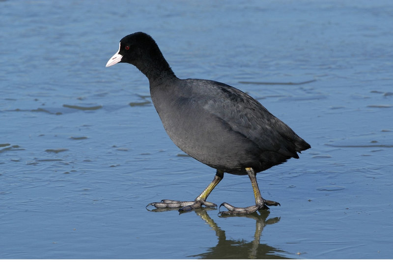 Eurasian Coot (Fulica atra) — Indian subcontinent Europe Africa