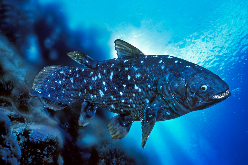 Coelacanth (Latimeria chalumnae) — Western Indian Ocean off East Africa