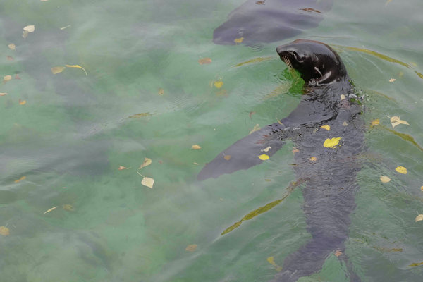 Mediterranean Monk Seal (Monachus monachus) in the wild
