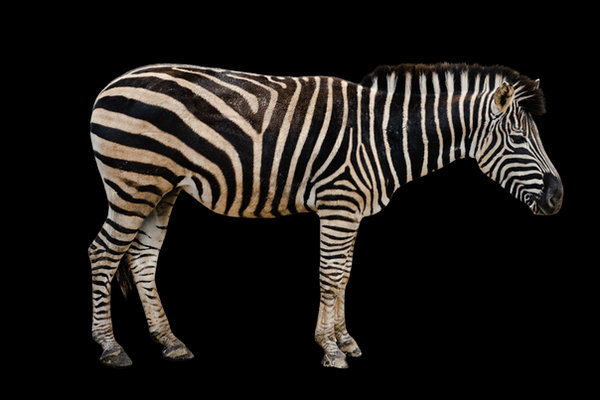 Grevy's Zebra (Equus grevyi) in the wild