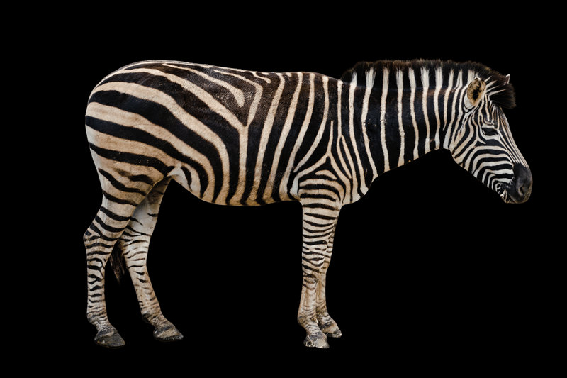 Grevy's Zebra (Equus grevyi)