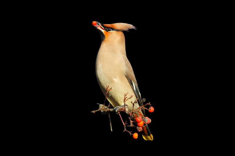 Waxwing (Bombycilla garrulus) — Northern Europe (winter visitor)