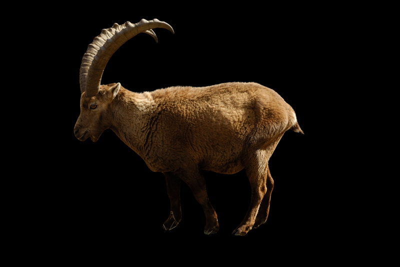 Alpine Ibex (Capra ibex) — Alps