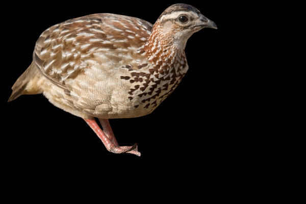 Small Buttonquail (Turnix sylvaticus) in the wild
