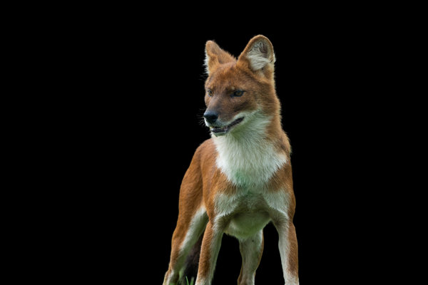 Dhole (Cuon alpinus) in the wild