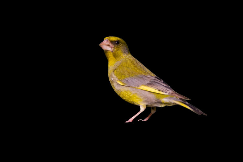 European Greenfinch (Chloris chloris)