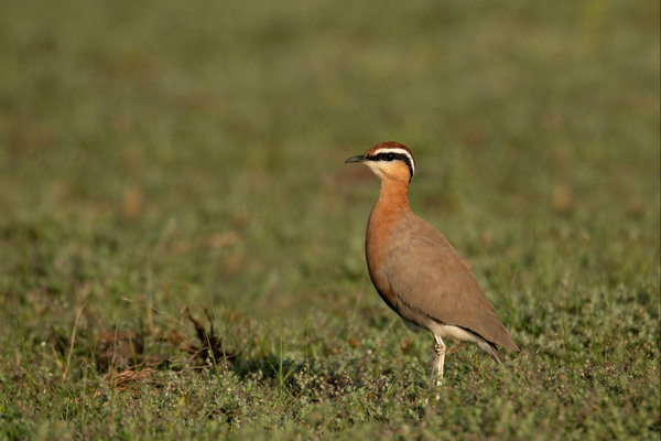 Jerdon's Courser (Rhinoptilus bitorquatus) in the wild