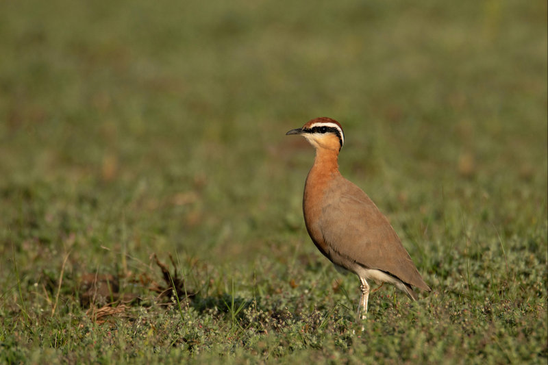 Jerdon's Courser (Rhinoptilus bitorquatus)