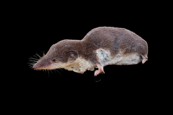 Bicolored White-toothed Shrew (Crocidura leucodon) in the wild
