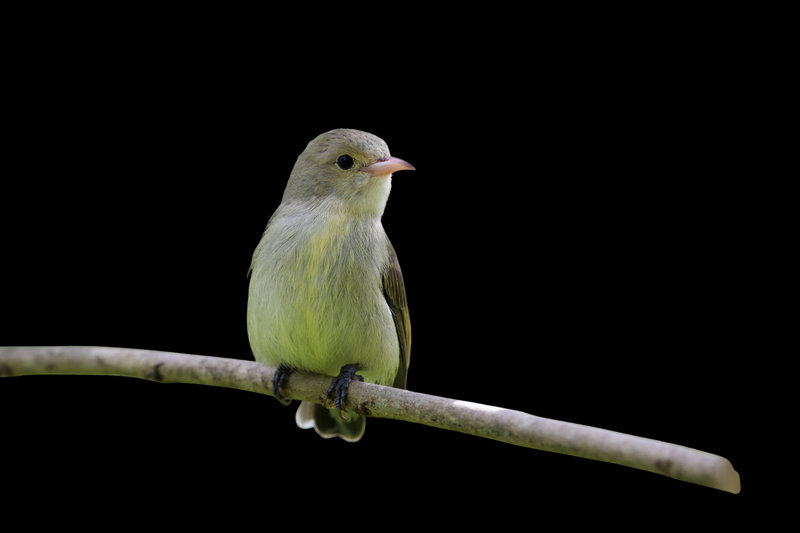 Pale-billed Flowerpecker (Dicaeum erythrorhynchos) — Indian subcontinent southeast Asia