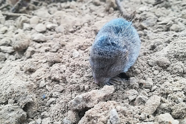 Savi's Pine Vole (Pitymys savii) in the wild