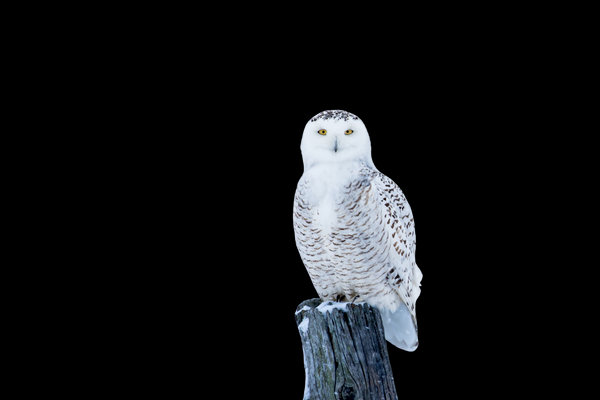 Snowy Owl (Bubo scandiacus) in the wild