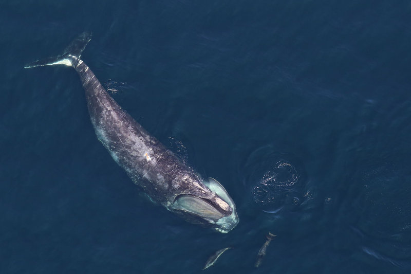 North Atlantic Right Whale (Eubalaena glacialis) — Western North Atlantic from Florida (winter calving) to Nova Scotia, Gulf of St. Lawrence, and Gulf of Maine