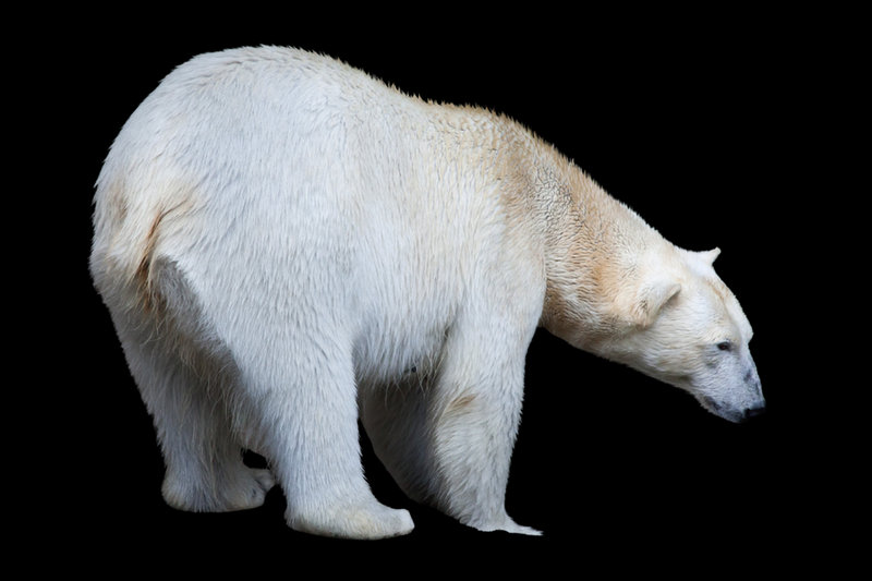 Polar Bear (Ursus maritimus)