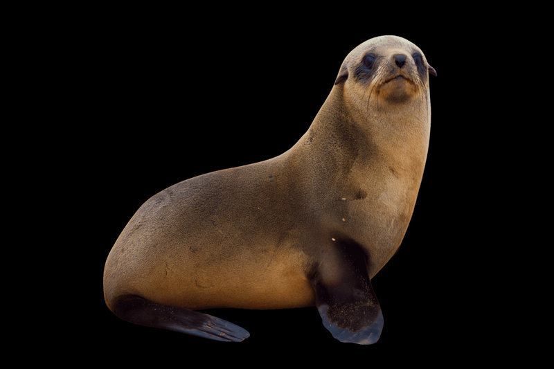 Cape Fur Seal (Arctocephalus pusillus)