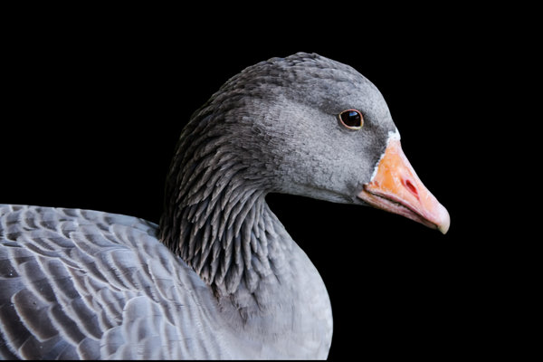 Greylag Goose (Anser anser) in the wild