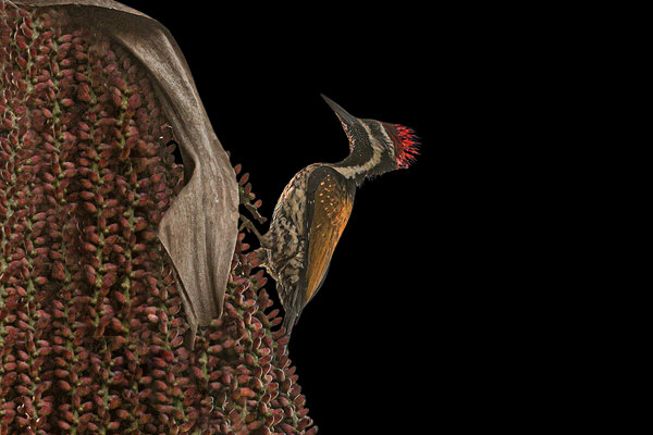 Black-rumped Flameback (Dinopium benghalense) in the wild