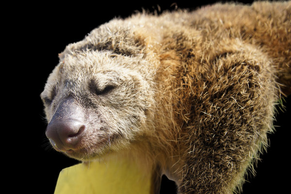 Bear Cuscus (Ailurops ursinus) in the wild