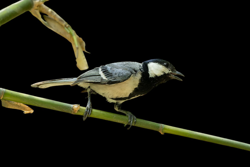 Asian Tit (Parus cinereus) — Indian subcontinent southeast Asia