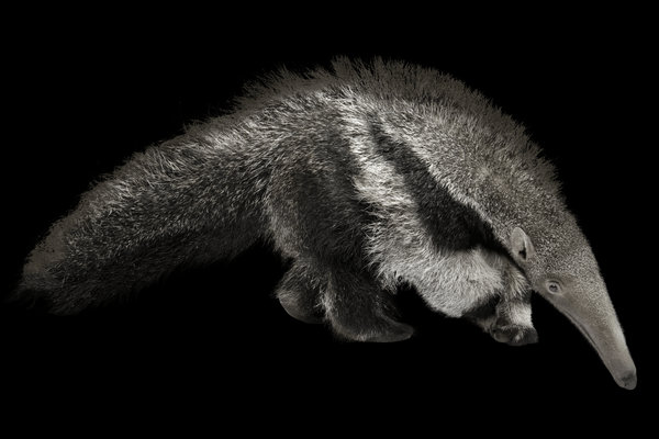 Giant Anteater (Myrmecophaga tridactyla) in the wild