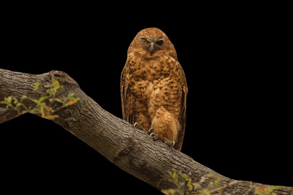 Pel's Fishing Owl (Scotopelia peli) in the wild