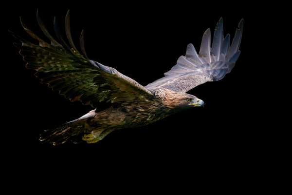 Golden Eagle (Aquila chrysaetos) in the wild