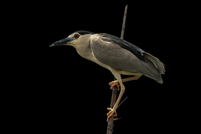 Black-crowned Night Heron (Nycticorax nycticorax) — Indian subcontinent Europe Africa