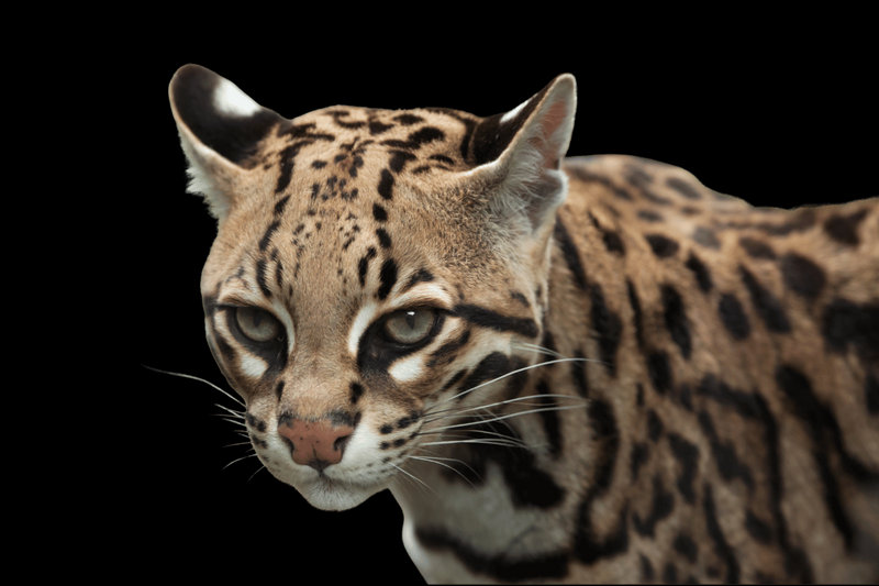 Ocelot (Leopardus pardalis)
