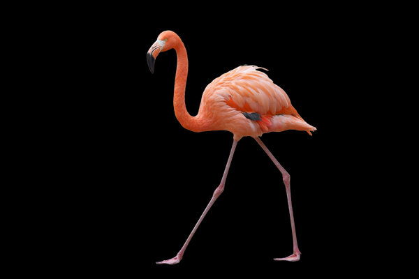 Flamingo (Phoenicopterus roseus / Phoeniconaias minor) in the wild