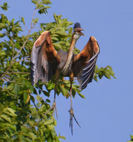 Purple Heron (Ardea purpurea) in the wild
