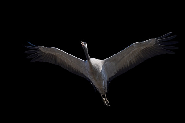 Common Crane (Grus grus) in the wild