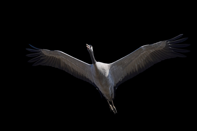 Common Crane (Grus grus)                          — Europe, Asia                                          
