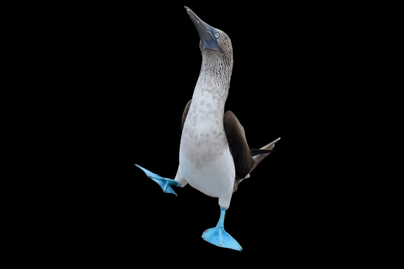 Blue-footed Booby (Sula nebouxii)