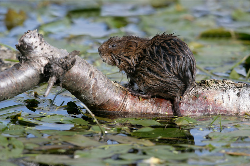 Northern Water Vole (Arvicola terrestris)         — Europe, Asia                                          