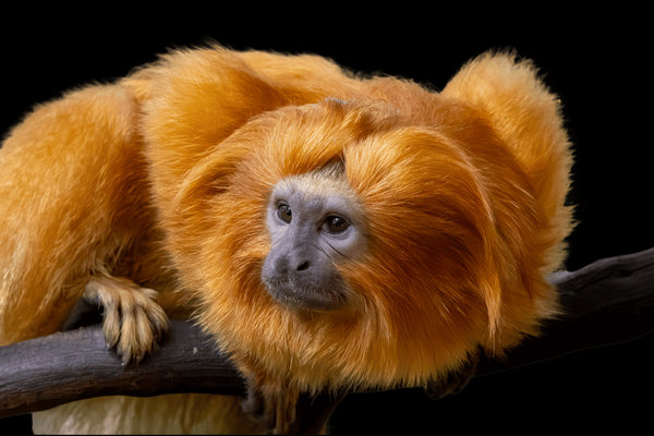 Golden Lion Tamarin (Leontopithecus rosalia) in the wild