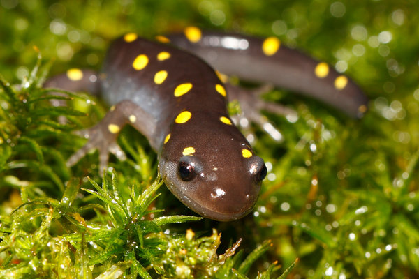 Spotted Salamander (Ambystoma maculatum) in the wild