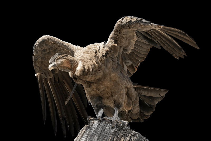 Andean Condor (Vultur gryphus)