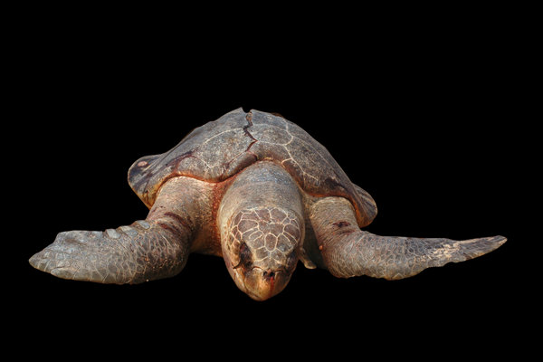 Olive Ridley Sea Turtle (Lepidochelys olivacea) in the wild