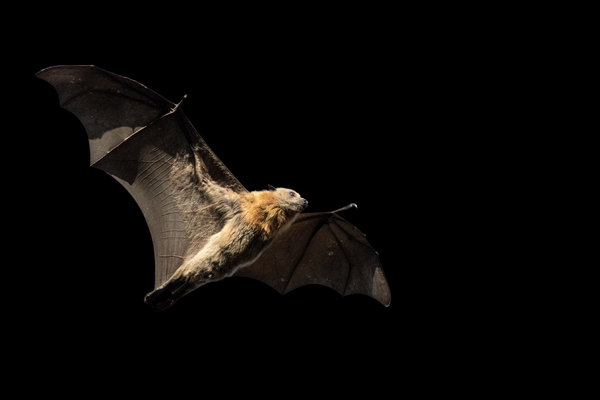 Grey-headed Flying-fox (Pteropus poliocephalus) in the wild