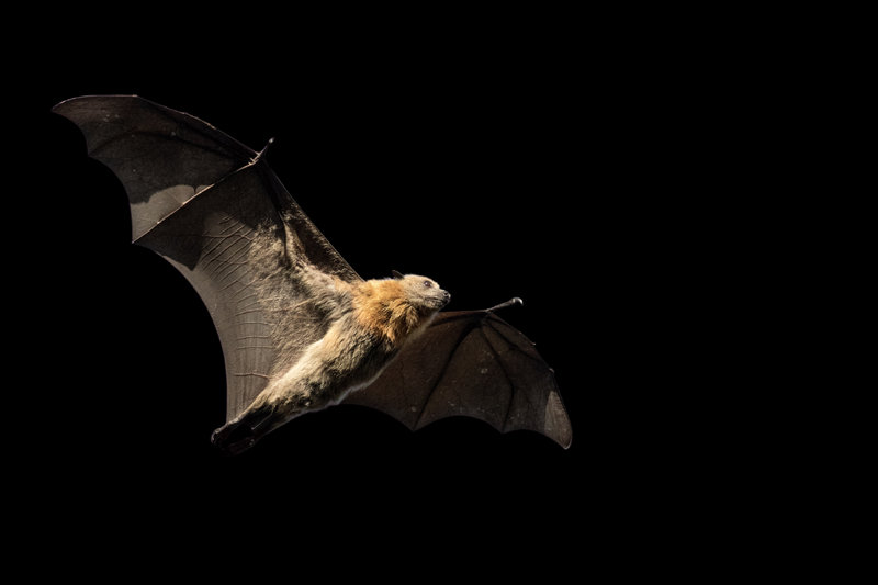 Grey-headed Flying-fox (Pteropus poliocephalus) — Eastern coast of Australia, from Victoria to Queensland