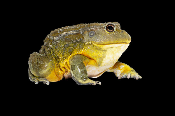 African Bullfrog (Pyxicephalus adspersus) in the wild