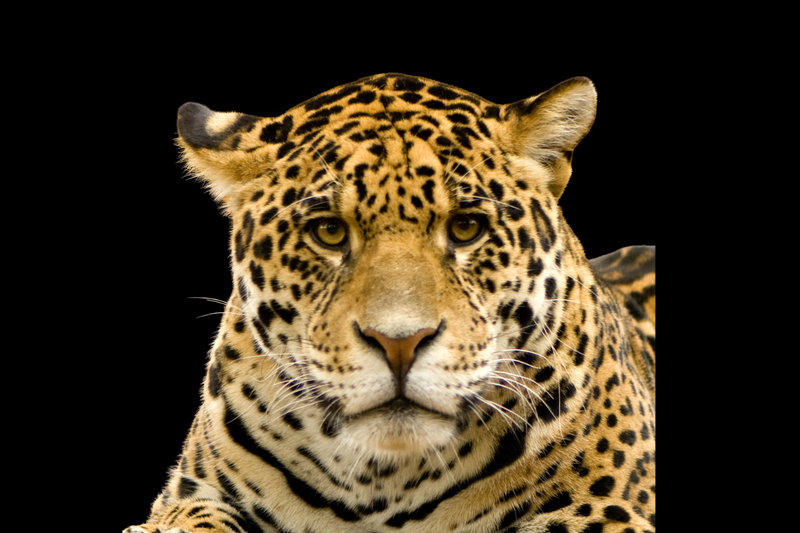 Jaguar (Panthera onca)