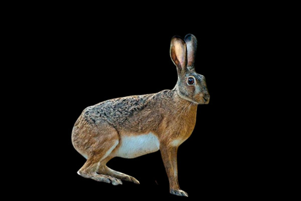 Corsican Hare (Lepus corsicanus) in the wild