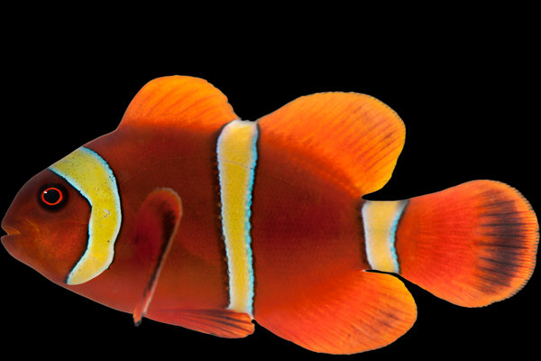 Clownfish (Amphiprioninae) in the wild